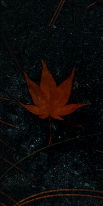 brown maple leaf, autumn Wallpaper 720x1440