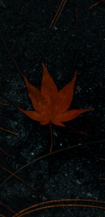 brown maple leaf, autumn Wallpaper 1080x2220