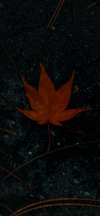 brown maple leaf, autumn Wallpaper 828x1792