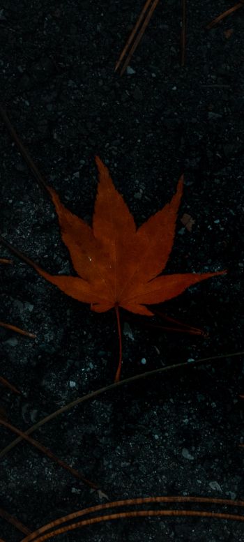 brown maple leaf, autumn Wallpaper 720x1600