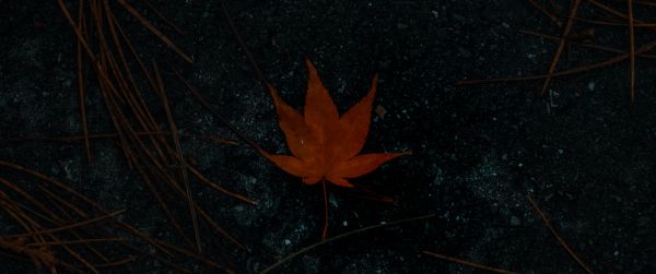 brown maple leaf, autumn Wallpaper 3440x1440