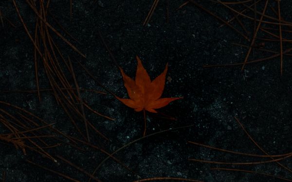 brown maple leaf, autumn Wallpaper 2560x1600