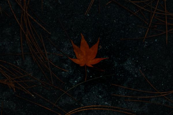 brown maple leaf, autumn Wallpaper 3464x2309