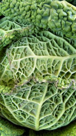 cabbage, vegetable, green wallpaper Wallpaper 640x1136