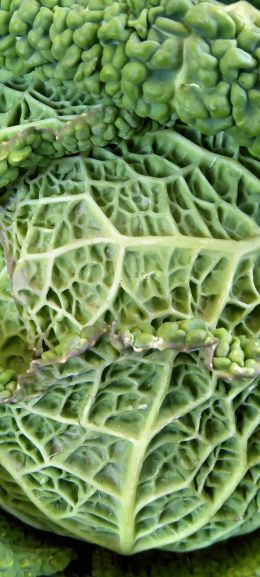 cabbage, vegetable, green wallpaper Wallpaper 720x1600