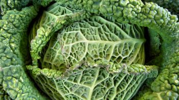 cabbage, vegetable, green wallpaper Wallpaper 1280x720