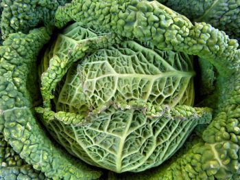 cabbage, vegetable, green wallpaper Wallpaper 800x600