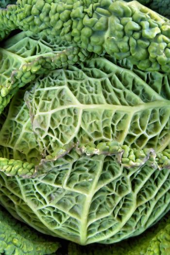 cabbage, vegetable, green wallpaper Wallpaper 640x960