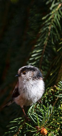 little bird, in spruce branches Wallpaper 1080x2340