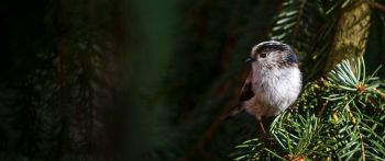 little bird, in spruce branches Wallpaper 2560x1080
