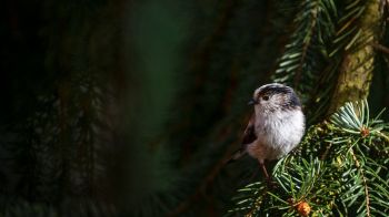 little bird, in spruce branches Wallpaper 1366x768