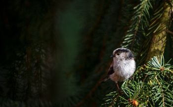 little bird, in spruce branches Wallpaper 2560x1600