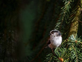 little bird, in spruce branches Wallpaper 1024x768