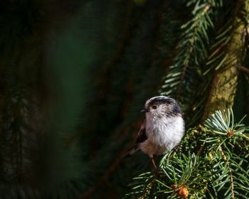 little bird, in spruce branches Wallpaper 1280x1024