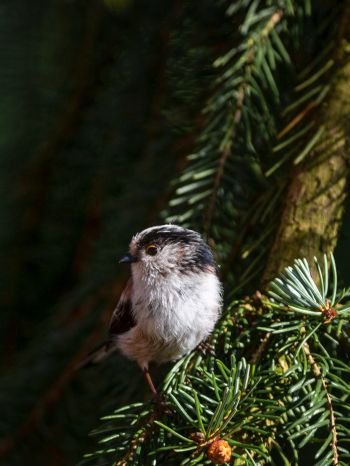 little bird, in spruce branches Wallpaper 1668x2224