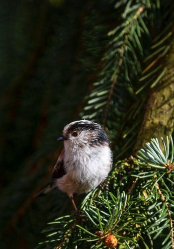 little bird, in spruce branches Wallpaper 1668x2388