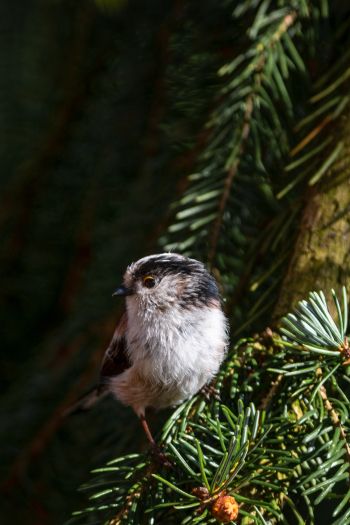 little bird, in spruce branches Wallpaper 640x960