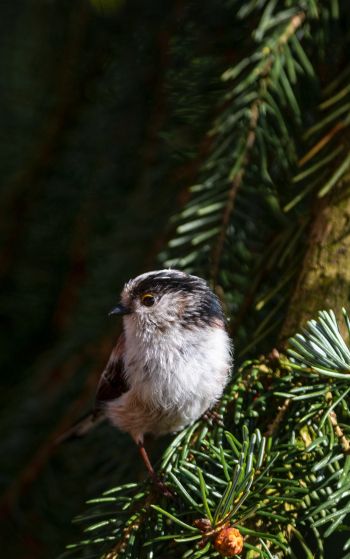 little bird, in spruce branches Wallpaper 1752x2800