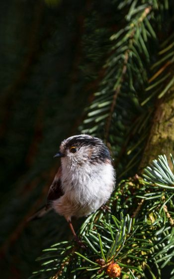 little bird, in spruce branches Wallpaper 800x1280