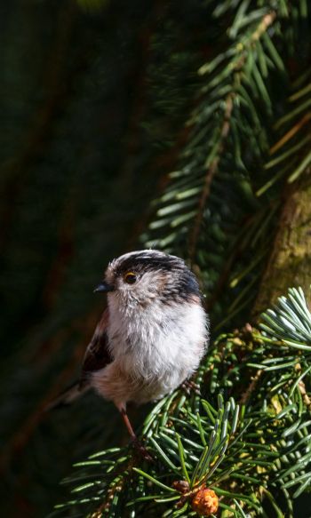 little bird, in spruce branches Wallpaper 1200x2000