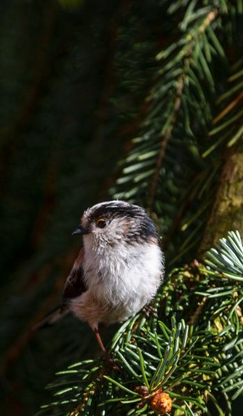 little bird, in spruce branches Wallpaper 600x1024