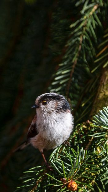 little bird, in spruce branches Wallpaper 640x1136