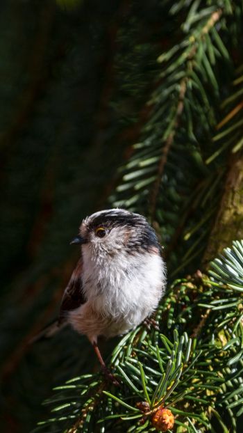 little bird, in spruce branches Wallpaper 750x1334