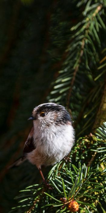 little bird, in spruce branches Wallpaper 720x1440