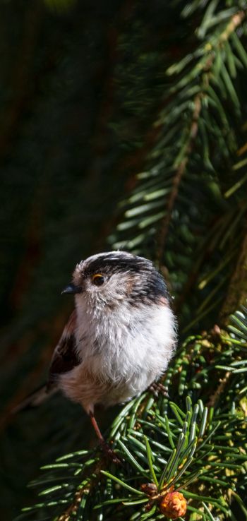 little bird, in spruce branches Wallpaper 1440x3040