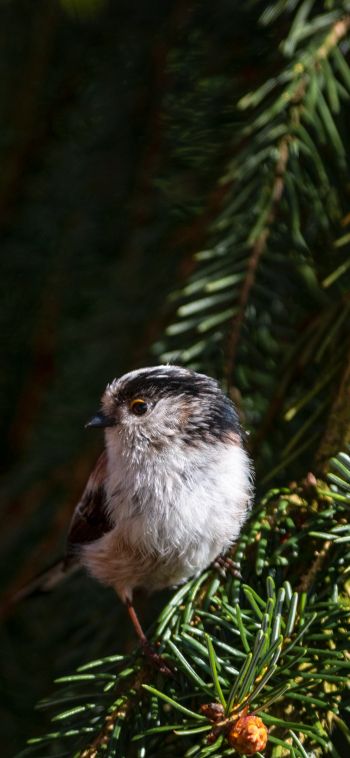 little bird, in spruce branches Wallpaper 1080x2340