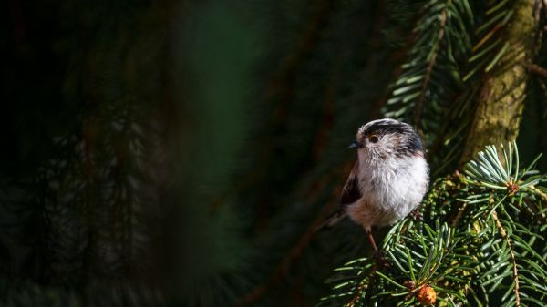 little bird, in spruce branches Wallpaper 1600x900