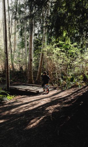 forest, nature, hiking trail Wallpaper 1200x2000