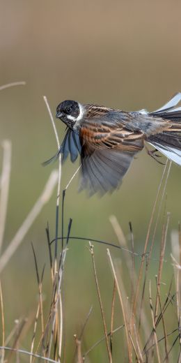 bird, in flight Wallpaper 720x1440