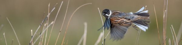 bird, in flight Wallpaper 1590x400