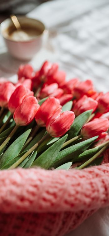 Обои 1242x2688 букет тюльпанов, цветы