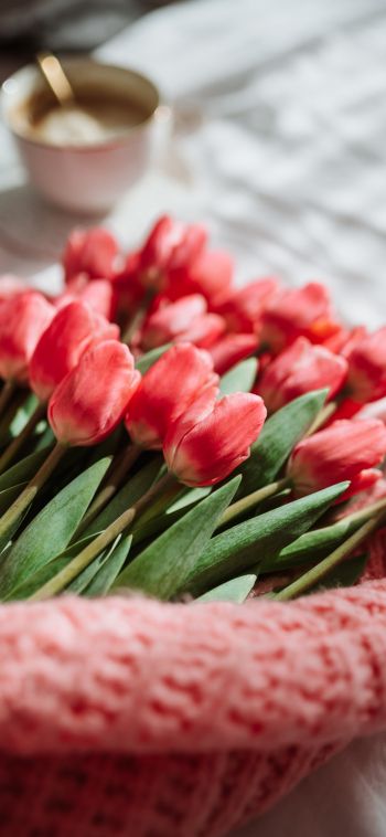 Обои 1080x2340 букет тюльпанов, цветы