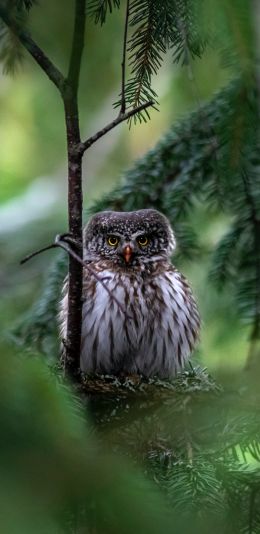 owl, in spruce branches Wallpaper 1440x2960