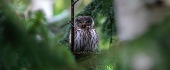 owl, in spruce branches Wallpaper 3440x1440