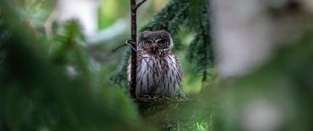 owl, in spruce branches Wallpaper 2560x1080
