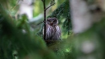 owl, in spruce branches Wallpaper 1600x900