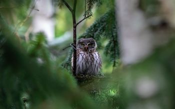 owl, in spruce branches Wallpaper 1920x1200