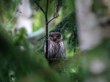 owl, in spruce branches Wallpaper 1024x768