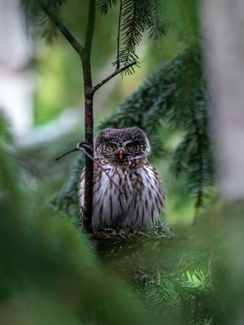 owl, in spruce branches Wallpaper 1536x2048