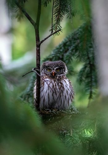 owl, in spruce branches Wallpaper 1668x2388