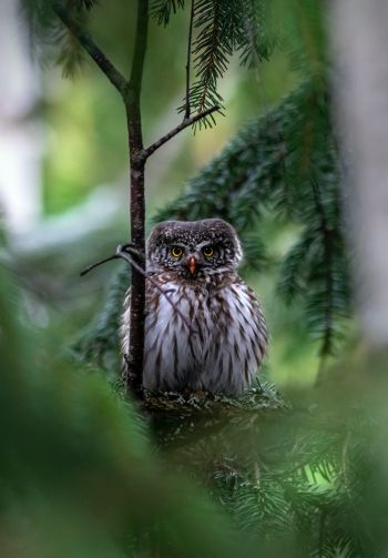owl, in spruce branches Wallpaper 1640x2360