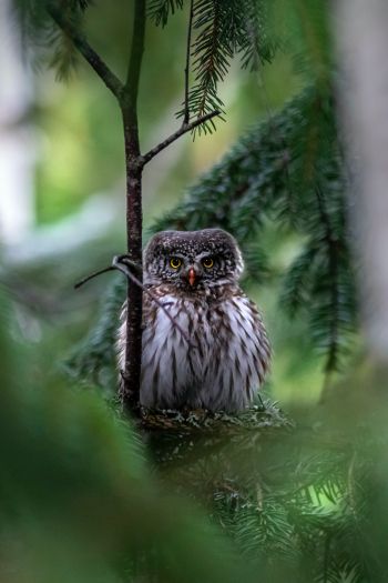 owl, in spruce branches Wallpaper 640x960