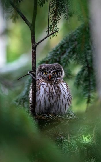 owl, in spruce branches Wallpaper 1752x2800