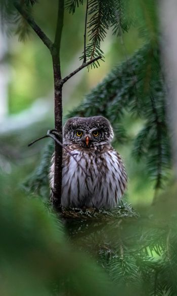 owl, in spruce branches Wallpaper 1200x2000