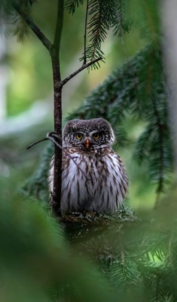 owl, in spruce branches Wallpaper 600x1024