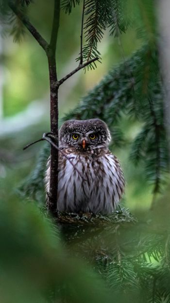 owl, in spruce branches Wallpaper 2160x3840